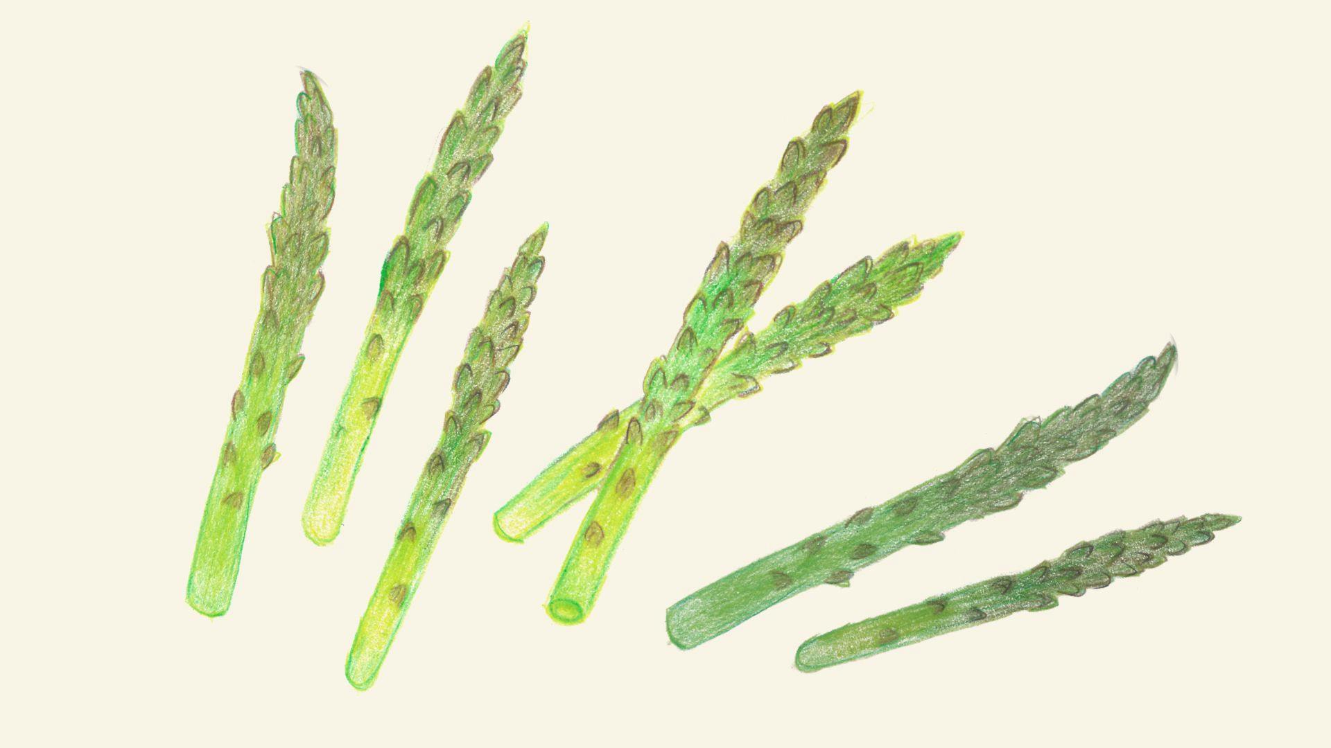 Illustrasjon av asparges